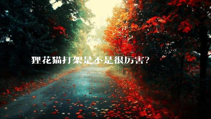 狸花猫打架是不是很厉害？